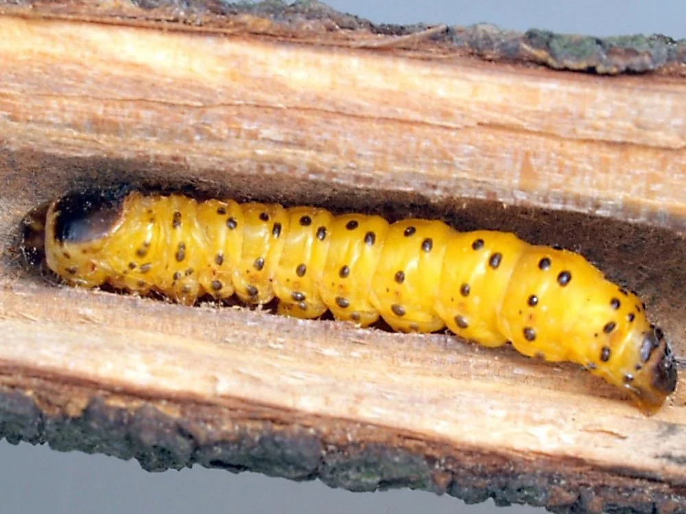 لارو کرم خراط گردو در حال تغذیه از شاخه درخت