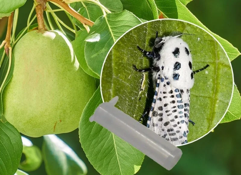 حشره کرم خراط روی شاخه درخت