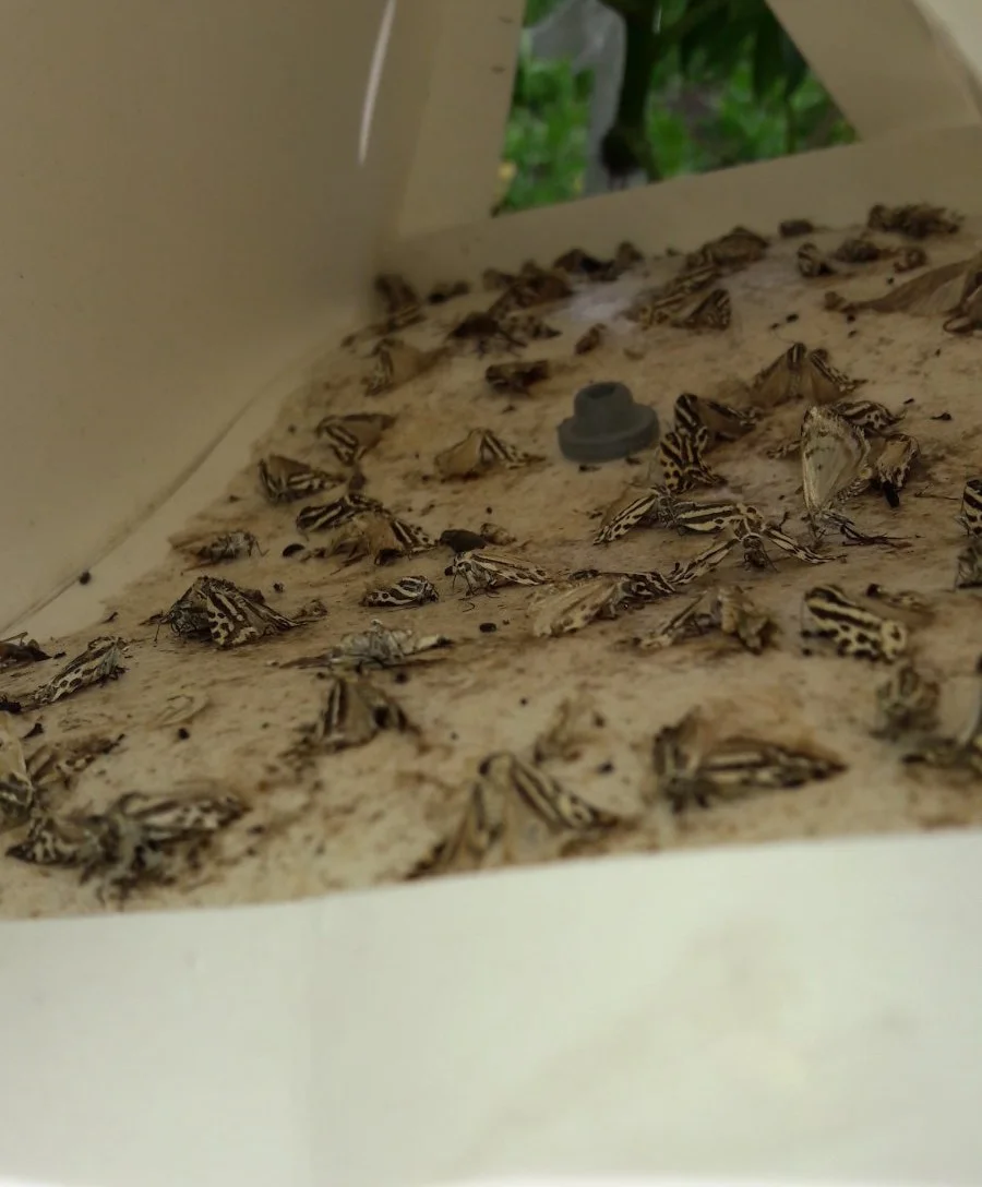 تله دلتا کرم خراط برای شکار حشرات بالغ