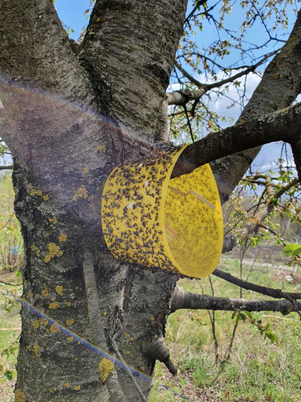 تله چسبنده آویزان از شاخه درخت برای جذب و پایش آفت