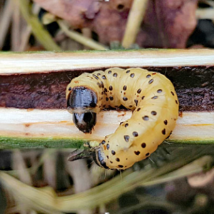 شفیره کرم خراط در شاخه درخت