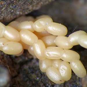 تخم کرم خراط روی شاخه درخت