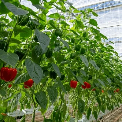 گلخانه مدرن با گیاهان سالم و محیط کنترل‌شده