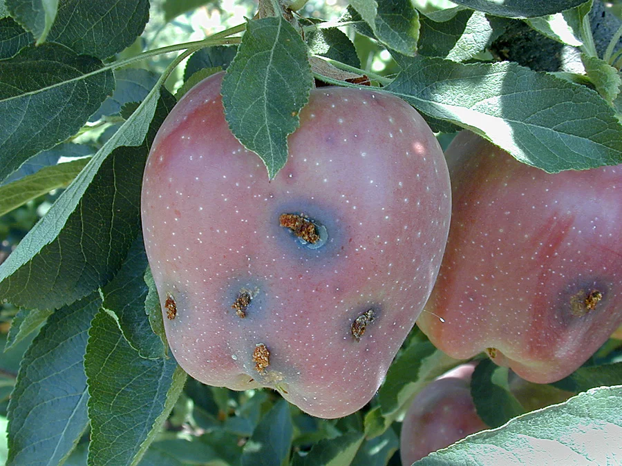 میوه سیب آلوده به آفت و سوراخ‌شده بر اثر تغذیه کرم