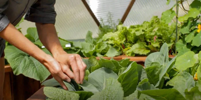 کنترل آفات در گلخانه برای حفظ سلامت گیاهان