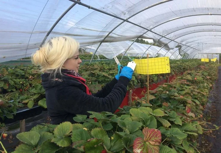 نظارت و کنترل آفات در گلخانه برای محافظت از گیاهان