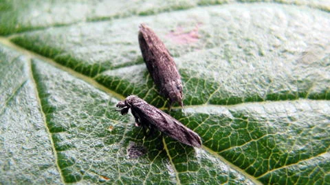 کرم سرشاخه‌خوار هلو