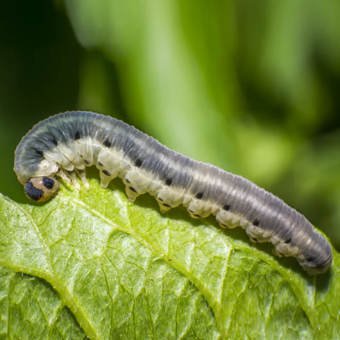 کرم طوقه بر