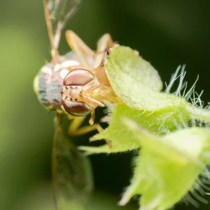 مگس میوه انبه و مگس میوه هلو