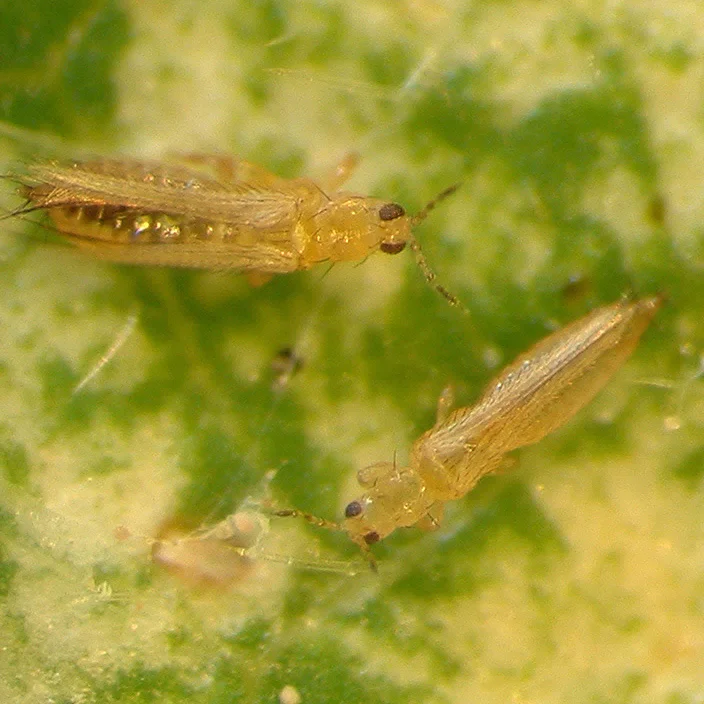 تریپس گل مغربی