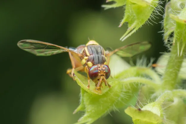 مگس میوه انبه و هلو عامل خسارت در باغها