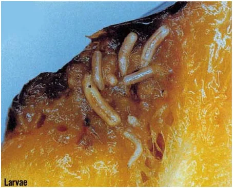 لارو مگس میوه انبه و هلو داخل میوهها