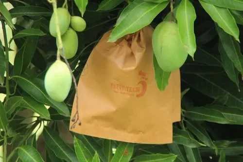 کنترل فیزیکی مگس میوه انبه و هلو در باغ