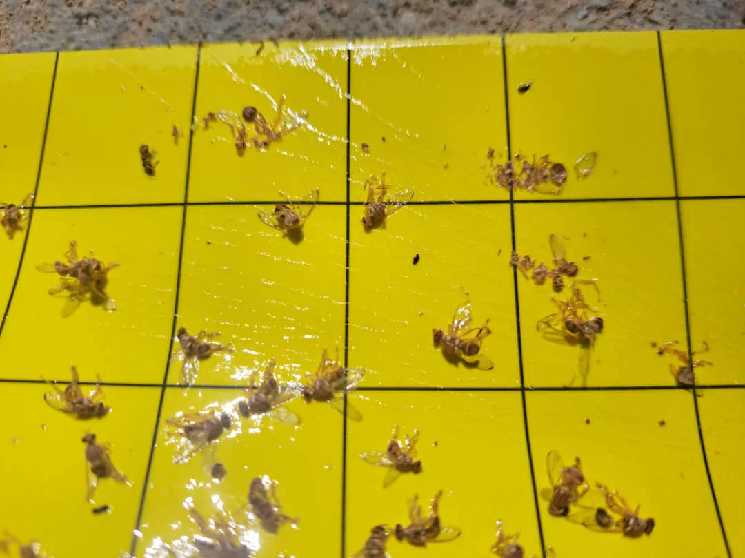 تله برای جذب مگس میوه انبه و هلو در باغ