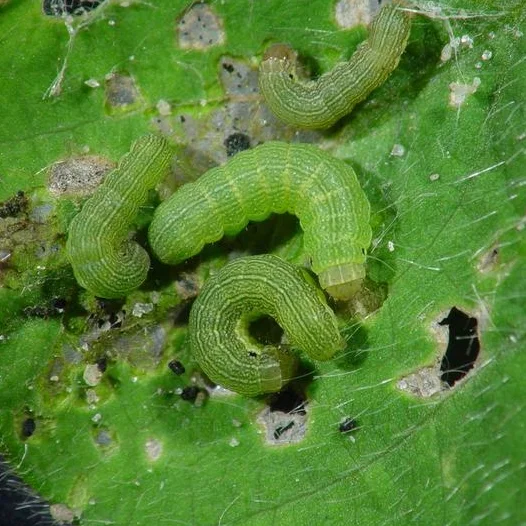 beet-armyworm-caradrina