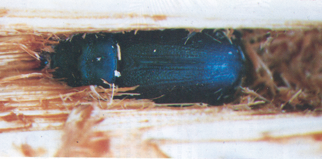 حشره بالغ سوسک کرگدنی نارگیل روی درخت