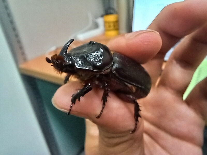 سوسک کرگدنی نارگیل و روشهای کنترل آفات درختان نارگیل