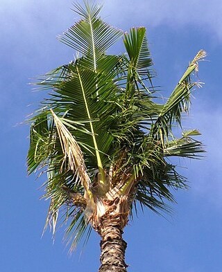 سوسک کرگدنی روی درخت نارگیل و خسارت آفت