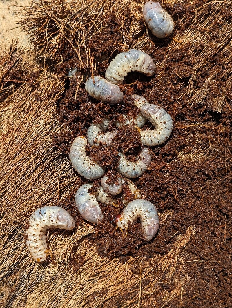 لارو سوسک کرگدنی نارگیل و خسارت آن به درختان