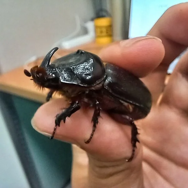 سوسک کرگدنی نارگیل یکی از آفات مهم نخل‌های نارگیل است که با روش‌های بیولوژیک و مدیریت صحیح می‌توان خسارت آن را کاهش داد و سلامت و بهره‌وری درختان را حفظ کرد.