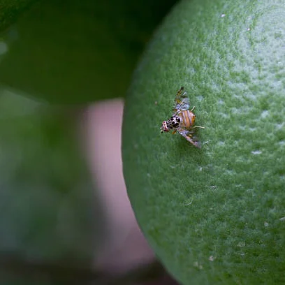 مگس میوه مدیترانه‌ای
