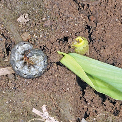 کنترل کرم های طوقه بر یا کرم آگروتیس