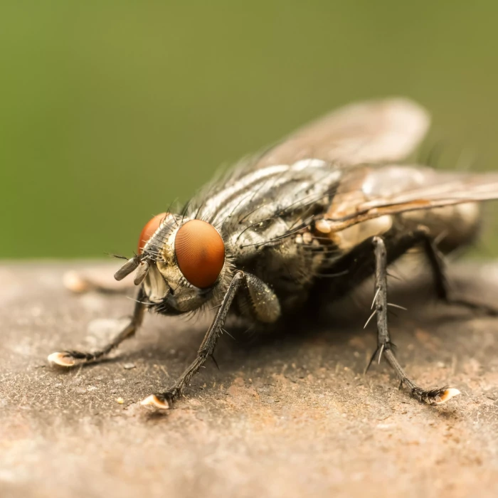 housefly infestation control