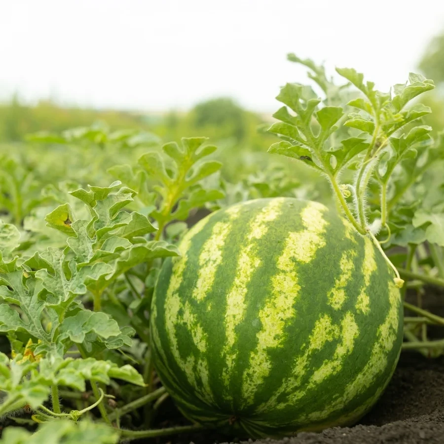 آشنایی با مگس میوه جالیز و خربزه؛ تهدید بزرگ محصولات جالیزی